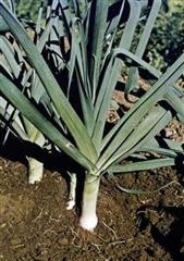 Organic Carantan Leek Seeds 25 Count
