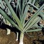 Organic Carantan Leek Seeds 25 Count