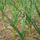 Organic Broad Leaf Leek Seeds 25 Count