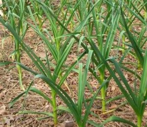 Organic Broad Leaf Leek Seeds 25 Count