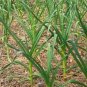 Organic Broad Leaf Leek Seeds 25 Count