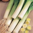Organic Bulgarian Giant Leek Seeds 25 Count