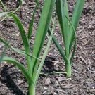 Organic Dawn Giant Leek Seeds 25 Count