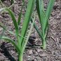 Organic Dawn Giant Leek Seeds 25 Count