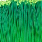 Organic Flowering Chinese Leek Seeds 25 Counts