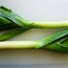 Organic King Richard Leek Seeds 25 Count