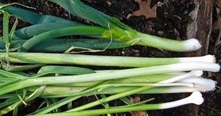 Organic King Sieg Leek Seeds 25 Count