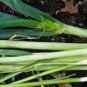 Organic King Sieg Leek Seeds 25 Count