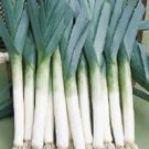 Organic Lancelot Leek Seeds 25 Count