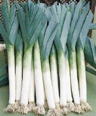 Organic Lancelot Leek Seeds 25 Count