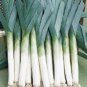 Organic Lancelot Leek Seeds 25 Count