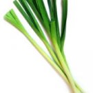 Organic Lincoln Leek Seeds 25 Count