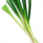 Organic Lincoln Leek Seeds 25 Count