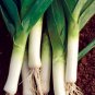 Organic The Lyon Leek Seeds 25 Count