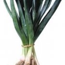 Organic Falltime Leek Seeds 25 Count