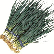 Organic Hiro Haba Leek Seeds 25 Count