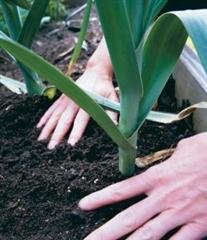 Organic Kilima Leek Seeds 25 Count