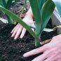 Organic Kilima Leek Seeds 25 Count