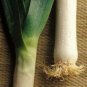 Organic Parton Leek Seeds 25 Count