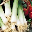 Organic Giant Musselburgh Leek Seeds 25 Count