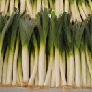 Organic Norton Leek Seeds 25 Count