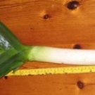 Organic Pandora Leek Seeds 25 Count