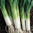 Organic Baby Primor Leek Seeds 25 Count