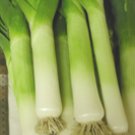 Organic Upton Leek Seeds 25 Count