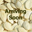 Organic Varna Leek Seeds 25 Count