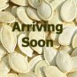 Organic Varna Leek Seeds 25 Count