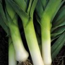 Organic Winter Giant Leek Seeds 25 Count