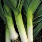 Organic Winter Giant Leek Seeds 25 Count
