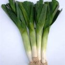 Organic Sherwood Leek Seeds 25 Count