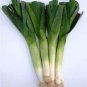 Organic Sherwood Leek Seeds 25 Count
