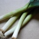 Organic Titan Leek Seeds 25 Count