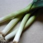 Organic Titan Leek Seeds 25 Count