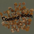 Organic Startrack Leek Seeds 25 Count
