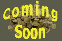 Organic Peter Pepper, Red Seeds 25 Count
