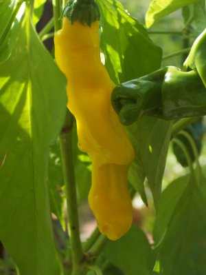 Organic Peter Pepper, Yellow Seeds 25 Count
