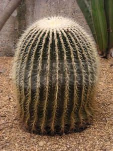 Candy Barrel Cactus Seeds - BULK