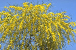 Blue Leaf Acacia (Wattle) Tree Seeds 25 Count