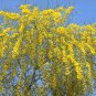 Blue Leaf Acacia (Wattle) Tree Seeds 25 Count