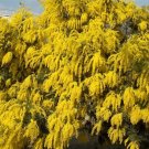 Boomerang Acacia (Wattle) Tree Seed 25 Count