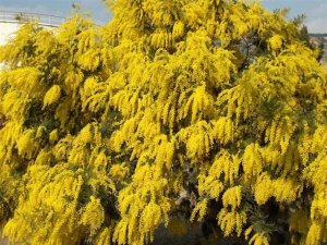 Boomerang Acacia (Wattle) Tree Seed 25 Count