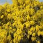 Boomerang Acacia (Wattle) Tree Seed 25 Count