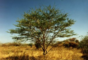 Arabic Gum Acacia Tree Seed 25 Count