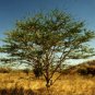 Arabic Gum Acacia Tree Seed 25 Count