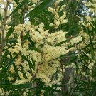 Costal Acacia (Wattle) Tree Seed 25 Count