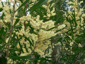Costal Acacia (Wattle) Tree Seed 25 Count