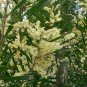 Costal Acacia (Wattle) Tree Seed 25 Count